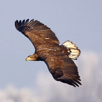 Natuur, Landschap en erfgoed in Groningen bij de mensen brengen door het geven van excursies in de boot, op de fiets of wandelend met onze ervaren gidsen.