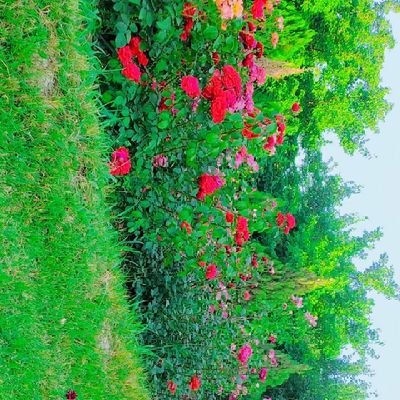 Mazloom37267's profile picture. 