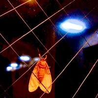 Haruki Ono (@rl91031) 's Twitter Profile