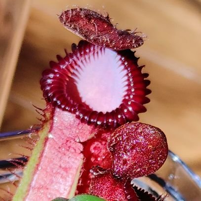 趣味でやっている事を色々とつぶやいていきたいです🍀初心者ですがその中でも食虫植物（ネペンテス）を中心に育てています！🌱観葉植物🪴家庭菜園🍅さそり🦂たらんちゅら🕷️カエル🐸イモリ🦎小動物🐹魚釣り🎣塊根植物🌵多肉植物🌱ベゴニア🌱ハオルチア🍀 相互フォロー大歓迎🙆