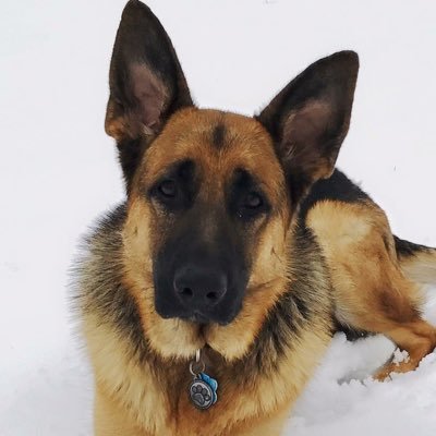 ljunit4's profile picture. 30 years of 🚔 ☕️ 🚔 🎪Chistian ✝️ Conservative 🇺🇸 Volunteer @ German Shepherd Rescue 🐾 & Wounded Warrior Retreat.