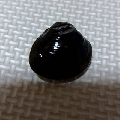 ツンデレしじみ