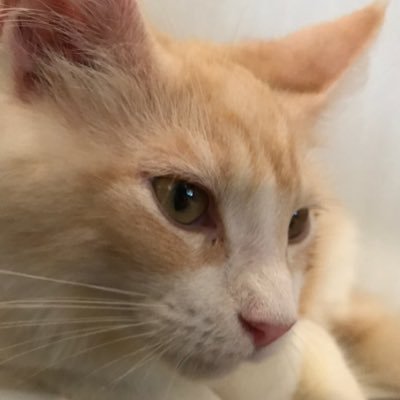 ゲームと推し活のためのサブアカ。