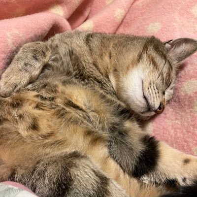 創作活動用アカウント/サークル名:誤字は芸風/小説/刀剣乱舞、fgo、twst等/その他再熱するものがあれば/ssはメディア欄が見やすいと思われます/みれる感想があれば拾いに行くタイプです💦/文庫本メーカーさんお世話になってます/pixiv: https://t.co/l5Yd3YksyO