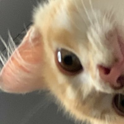 tyoioue's profile picture. 