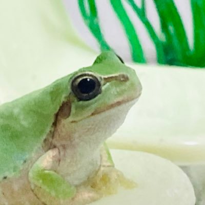 tuyosugoruyo's profile picture. 