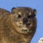 DODODONGGAE's profile picture. 