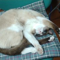 いろはにsewing (@irohanisewing) 's Twitter Profile