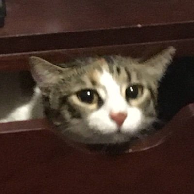 SeldaT61399's profile picture. 