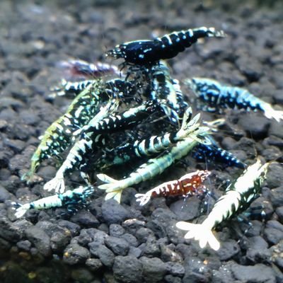 蝦飼育を楽しんでます
無言フォロー失礼します。