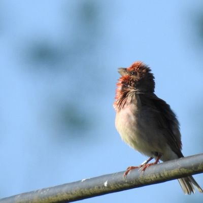 Main interests are birdwatching, hiking, watching Bradford City and Batley Bulldogs. Taking part in #my200birdyear and #walk1000miles