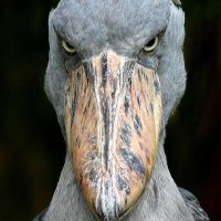 nosupermom (anea@mastodon.social) (@anea1963) 's Twitter Profile Photo nosupermom (anea@mastodon.social) (@anea1963) 's Twitter Profile Photo