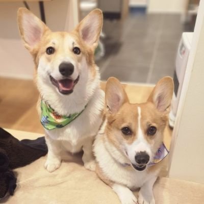 cooco_corgi Profile Picture