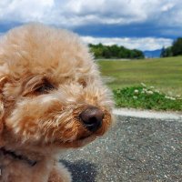 ポる君🐶UC (@zen00000500000) Twitter profile photo