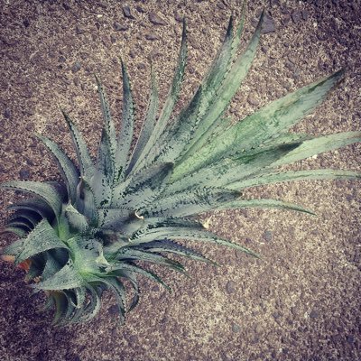 siyu_tyan's profile picture. 