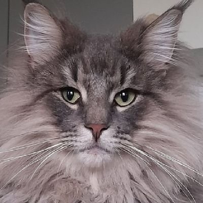BoozerTelevison's profile picture. Born on May 7th, 2021. My name is Boozer, and I'm a Norwegian Forest Cat.I dont meow alot, but I sure have a colorful personality.