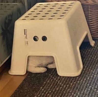 findipindivindi's profile picture. 