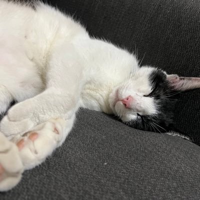 knightchao1233's profile picture. 