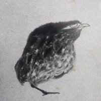 Revolt of the Midwits, PhD (thou/thee) (@the_midwits) 's Twitter Profile
