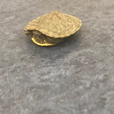 kappa_dayooo's profile picture. かぱ