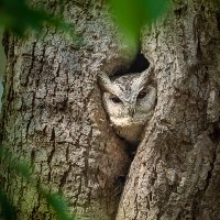 Shekhar Dhiman (@wildlifeechoes) 's Twitter Profile Photo