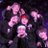 gukkookie7's profile image