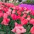 SUNAO15020772