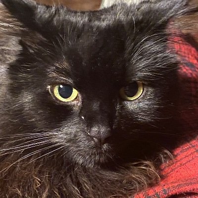carlson6355's profile picture. The Truth Shall Set You Free. Love and Respect Women. Always Challenge the Dominant Status Quo and Prevailing Attitudes
