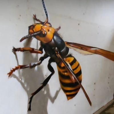 Iam_enricay's profile picture. I love banter
