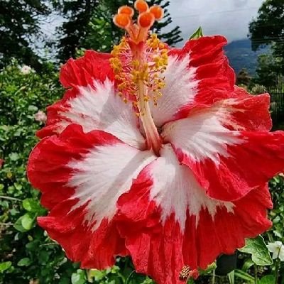 JdjdHshs10939's profile picture. 