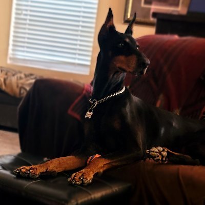 PeteInPhx's profile picture. I woo women w/my sensuous godlike tuba playing. W/only a bamboo shoot & a bowl of rice, I defended a small village in Laos from a horde of ferocious army ants.