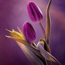 Peter Hui - @Petshui99 - Twitter