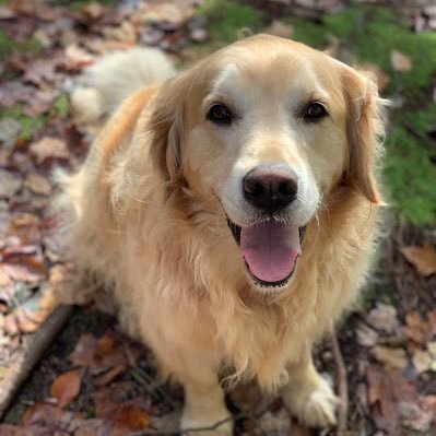 cindy_torrey's profile picture. Dogs are better than humans.