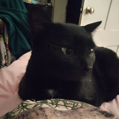 I am a stay at home mom. I have three children. I love cats. I love to play games and read books. I love spending time with family and friends.