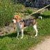 Hector & Angel Eddy The Beagle 1 🌈 🐞 (@1_beagle) Twitter profile photo