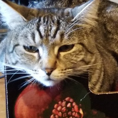 408_607's profile picture. A long-haired, sikh bro living in Detroit. Loves stocks and investments, global economy and hopes to be a billionaire one day. 🇺🇸🇬🇧🇨🇦🥭