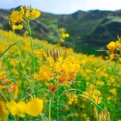 Shahedulhaque5's profile picture. 