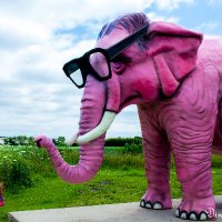 Pink Elephant(@SimpleInsight) 's Twitter Profile Photo