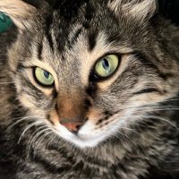 gül turgut (@gldmtrg) 's Twitter Profile