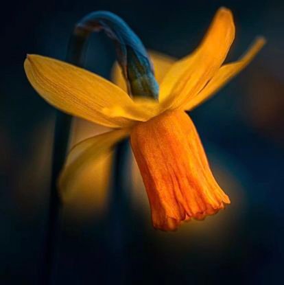 Nayeamseikh30's profile picture. Flowers is my Love