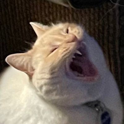 Lazywhiskers's profile picture. 🏳️‍⚧️ She/They. Stupid, not an original thought in my head.