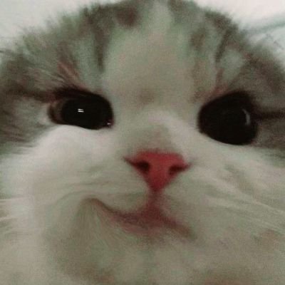easywin4raya's profile picture. 𝜗𝜚 ࣪˖ ִ𐙚 🦢 GA joiner | old usernames: @y2kraya_ @y2kraya | old acc 🍣: @jziemx16_
