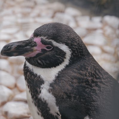 趣味も兼ねてビデオ撮ったり編集したりのお仕事(会社員)でご飯食べてます たまにNBA