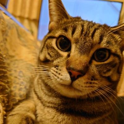 30年以上の経験を持つベテラン占い師🔯。お困りごとがあれば、ご連絡ください。すぐに解決いたします。明確な答えが見つかります✨️。姓名判断、タロット、西洋占星術、ルノルマンディーなど。🍀現在、LINE、電話相談、イベント🔮で活動中。詳細、お仕事のご予約は、DM🌻までご連絡ください。