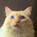 ZAK THE FLOOFMEISTER! ❤️RIP Muppy 🇺🇦🙏🐝 (@lovelylara241) Twitter profile photo ZAK THE FLOOFMEISTER! ❤️RIP Muppy 🇺🇦🙏🐝 (@lovelylara241) Twitter profile photo