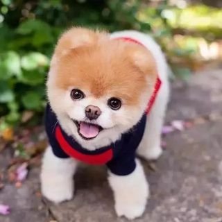 Di_an_a_w's profile picture. ⛩🇹🇼💃//星座:♑//血液型:🅾//兴味は:✈、☕、🤿、🛍、📽、よろしくお願いします♥🧡💛💚