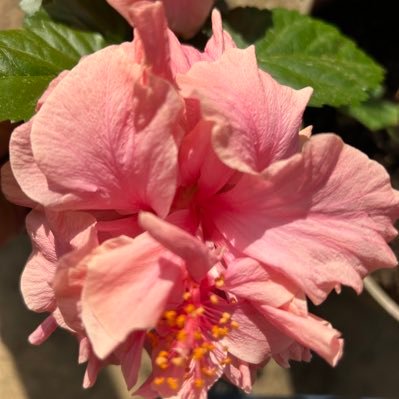 DianaLindsey's profile picture. Native Texan, wife, mother, grandmother, Outlander fan, Sparkle Lounge member