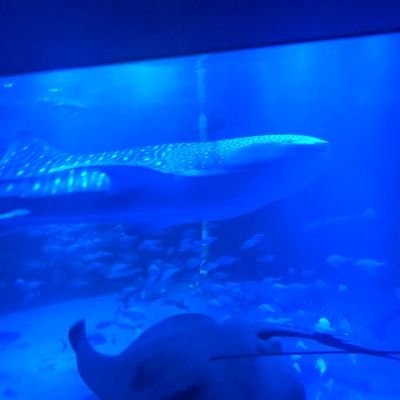 hassy_games's profile picture.