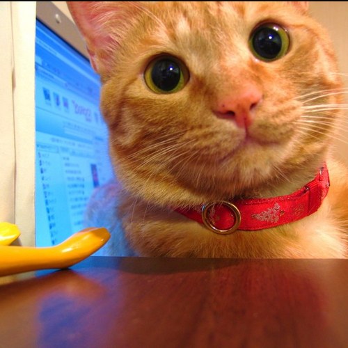 tak_yonemoto's profile picture. 社会学/哲学/教育/猫。 根を持たぬ者は翼も持てぬ。