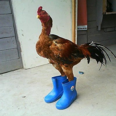 4LokoEnthusiast's profile picture. professional gamer